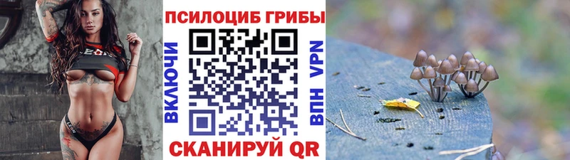 купить наркотики сайты  Болохово  Псилоцибиновые грибы Psilocybe 